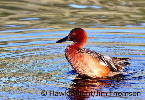 Cinnamon Teal