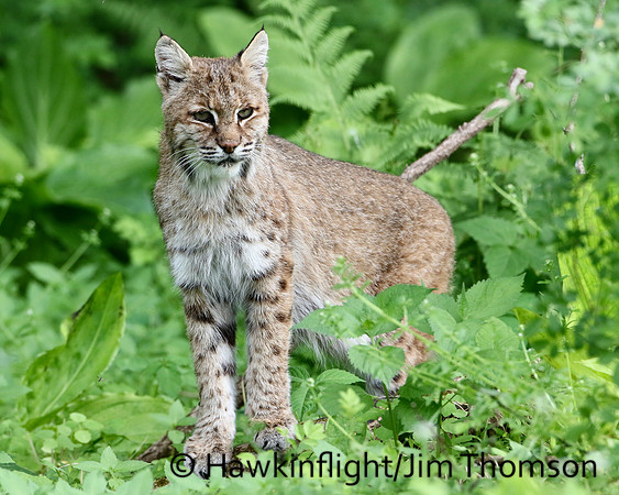 Bobcat