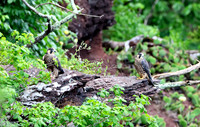 Peregrine Falcon