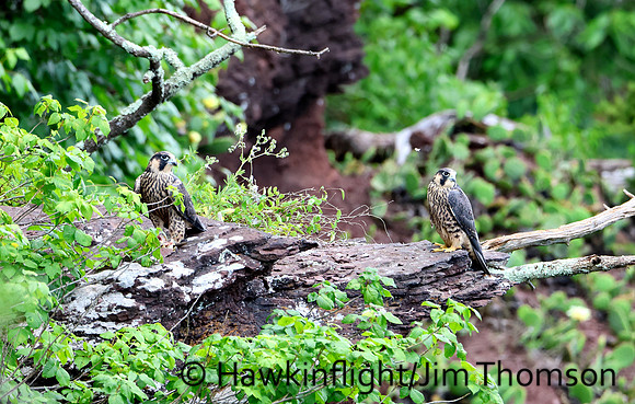 Peregrine Falcon