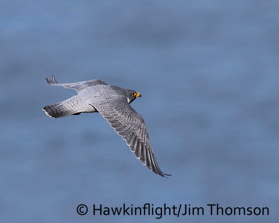 Peregrine Falcon