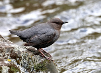 American Dipper