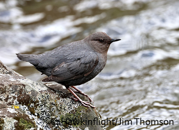 American Dipper