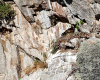 Golden Eagle-Nest