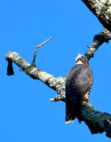 Peregrine Falcon