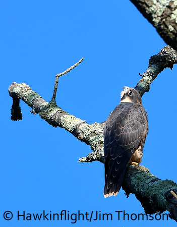 Peregrine Falcon