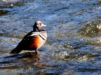 Harlequin Duck
