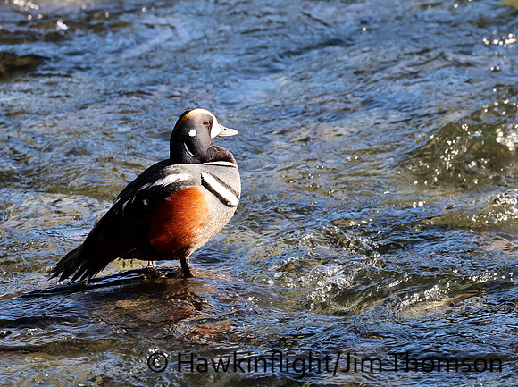 Harlequin Duck