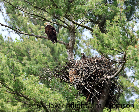 Bald Eagle
