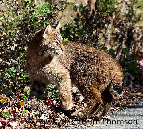 Bobcat