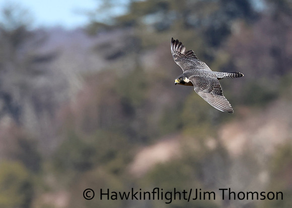 Peregrine Falcon