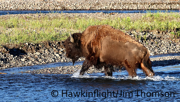 Bison