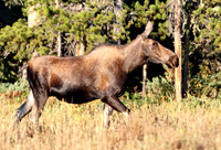 Moose