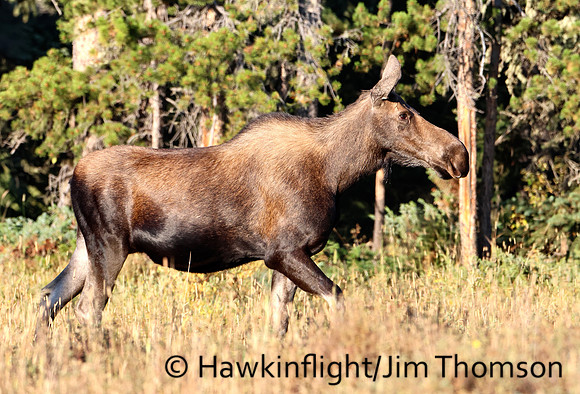 Moose