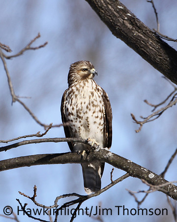 Red-shouldered Hawk