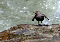 American Dipper