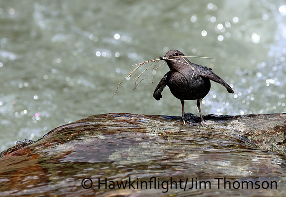 American Dipper
