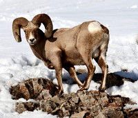 Bighorn Sheep