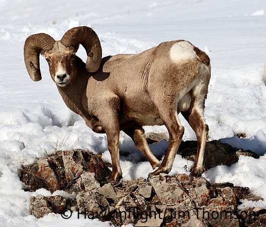 Bighorn Sheep
