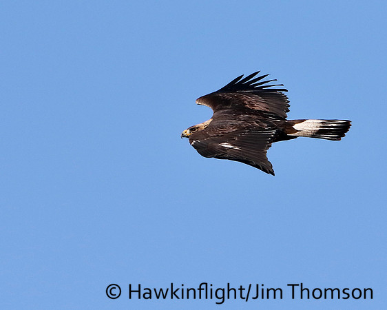 Golden Eagle