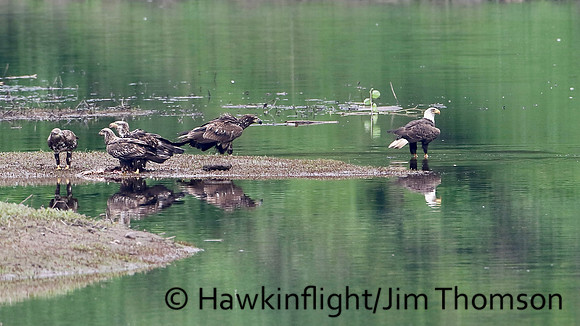 Bald Eagle