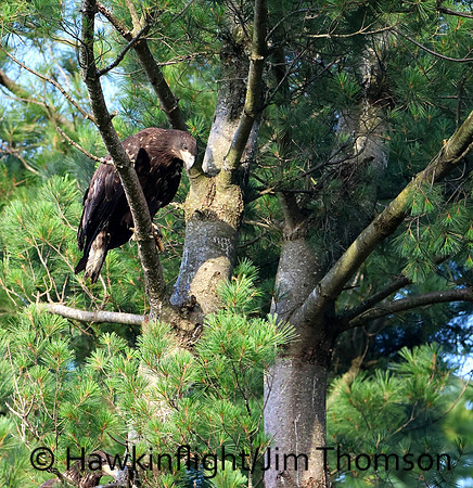 Bald Eagle