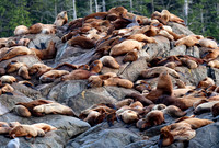 Steller Sea Lion