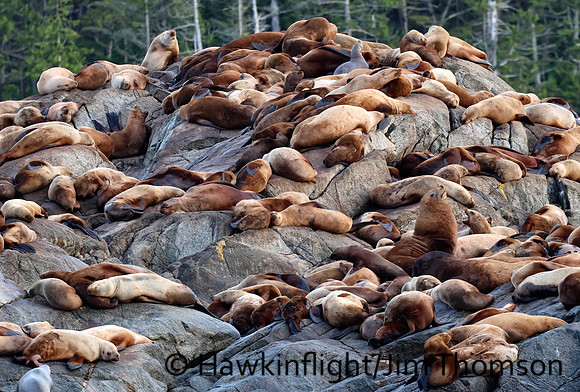 Steller Sea Lion