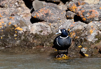 Harlequin Duck