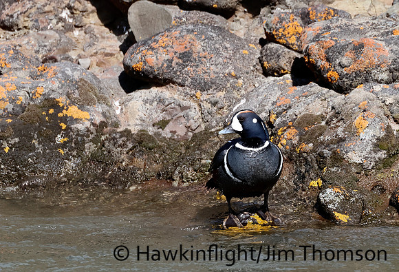 Harlequin Duck