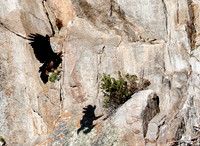 Golden Eagle-Nest