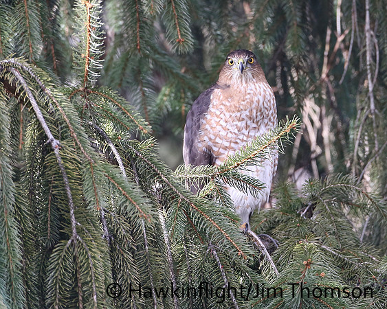 Cooper's Hawk