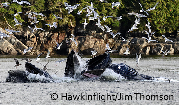 Humpback Whale