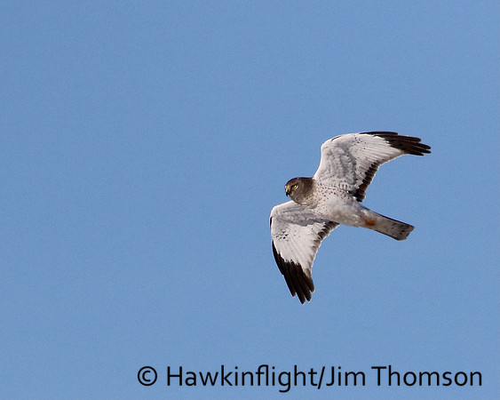 Northern Harrier