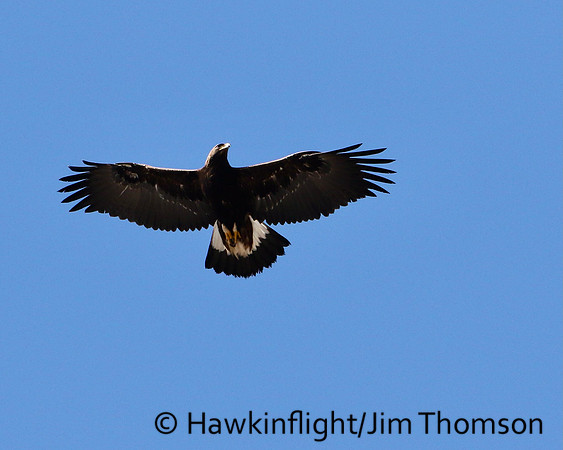 Golden Eagle