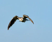 White-tailed Kite