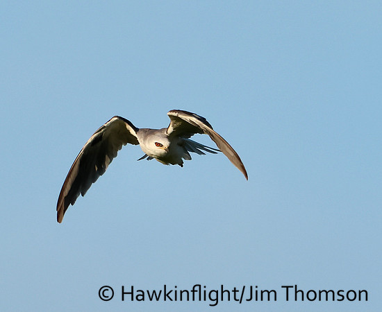 White-tailed Kite
