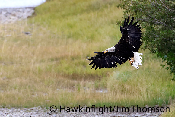 Bald Eagle