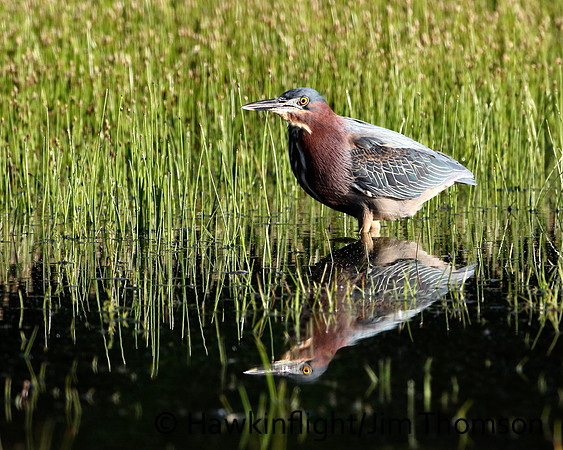 Green Heron