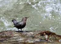 American Dipper