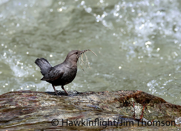 American Dipper