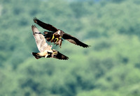 Peregrine Falcon