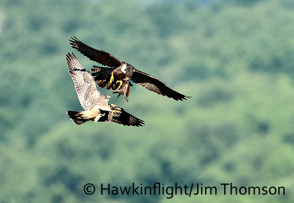 Peregrine Falcon