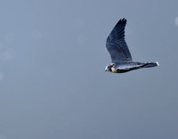 Peregrine Falcon