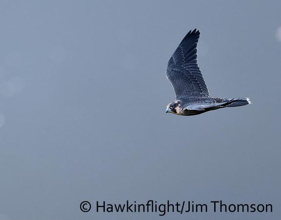 Peregrine Falcon
