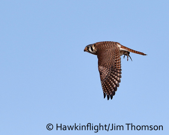 American Kestrel
