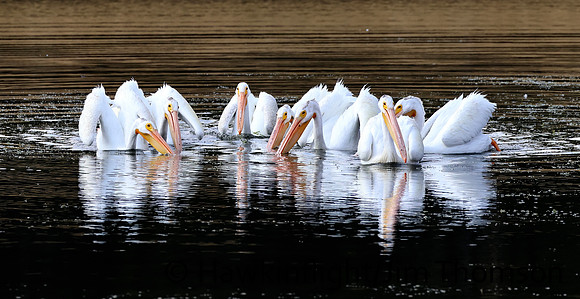 American White Pelican