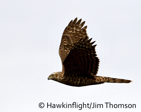 American Goshawk