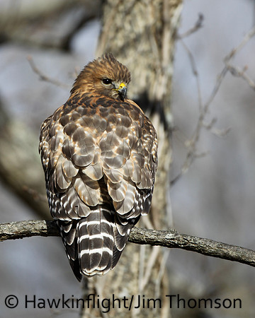 Red-shouldered Hawk