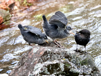 American Dipper